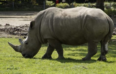 Chester Zoo
