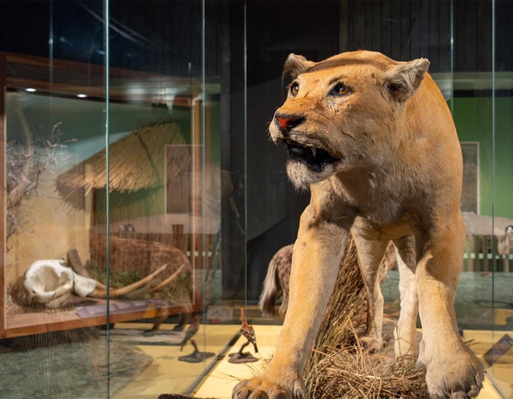 World Museum Liverpool - image 1